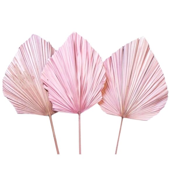 ANAHAW LARGE LEAF - Picture 4 of 4